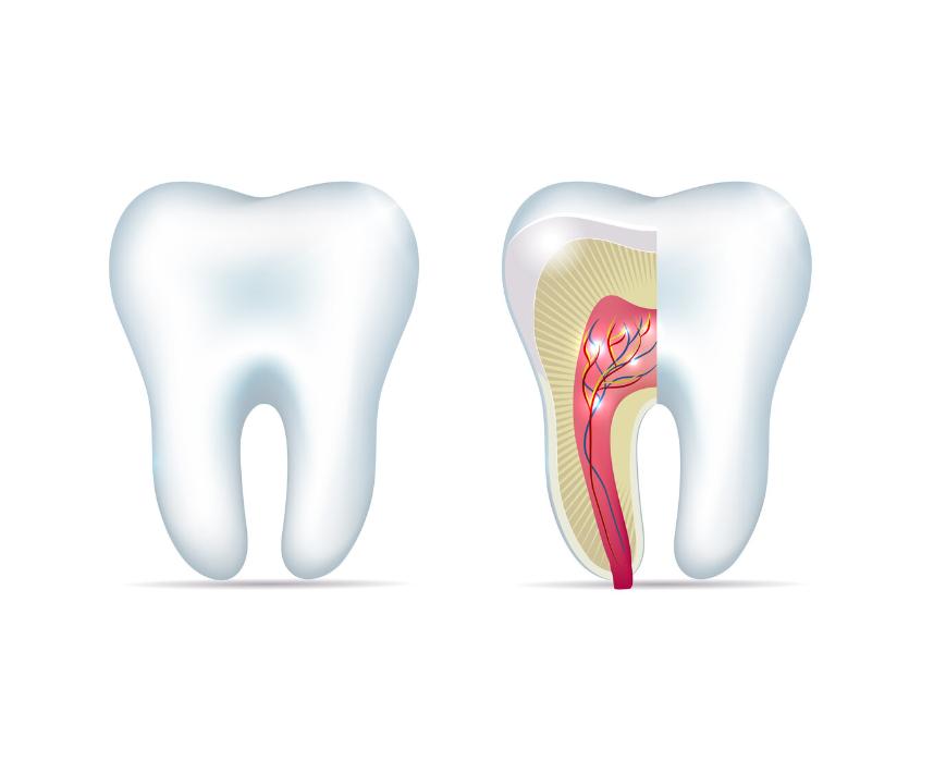 root of tooth 
